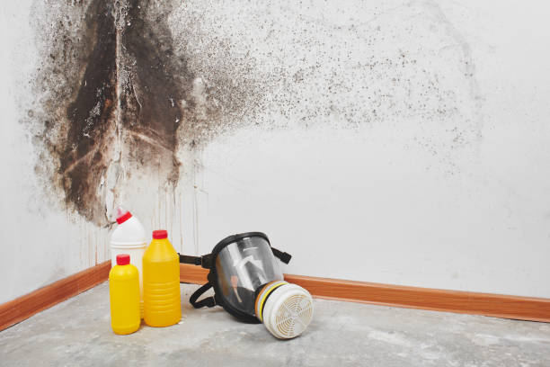 Best HVAC Mold Remediation in Germantown Hls, IL