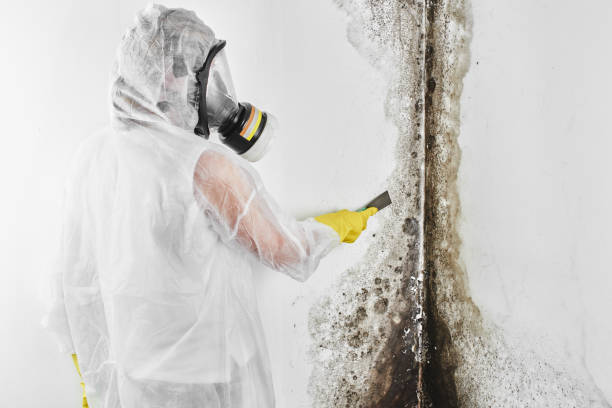 Best Insurance-Related Mold Remediation in Germantown Hls, IL