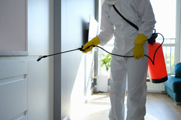 Best Emergency Mold Remediation in Germantown Hls, IL
