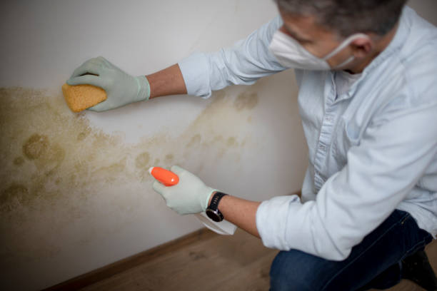 Best White Mold Remediation in Germantown Hls, IL