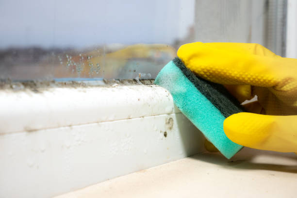 Best Black Mold Remediation in Germantown Hls, IL