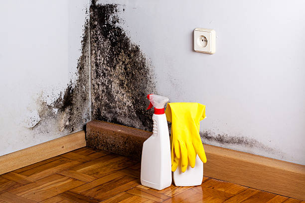Best Basement Mold Remediation in Germantown Hls, IL