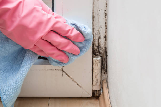 Best Commercial Mold Remediation in Germantown Hls, IL